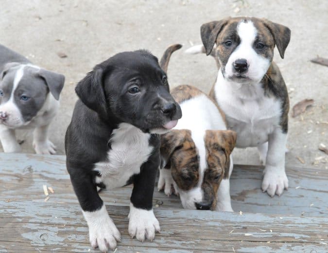 Litter of puppies