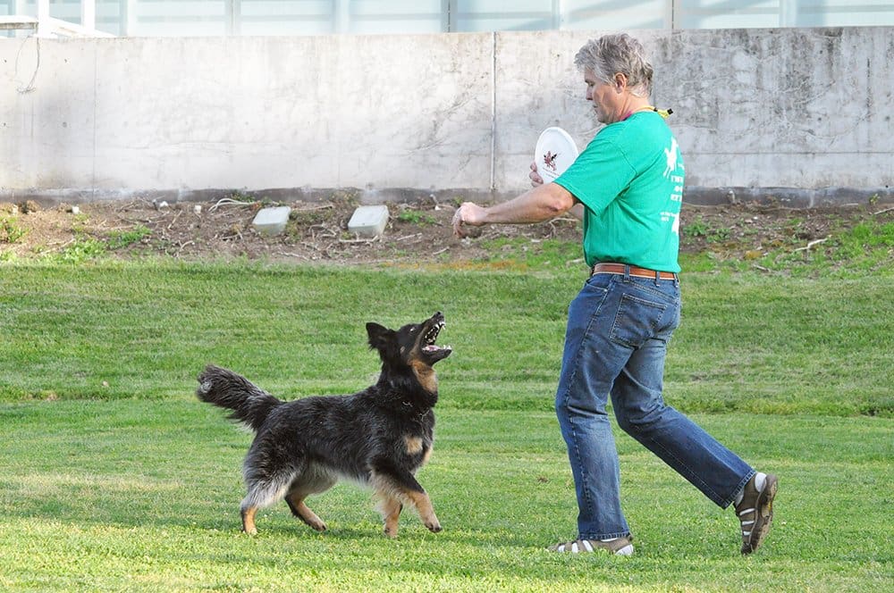 disc dog competition