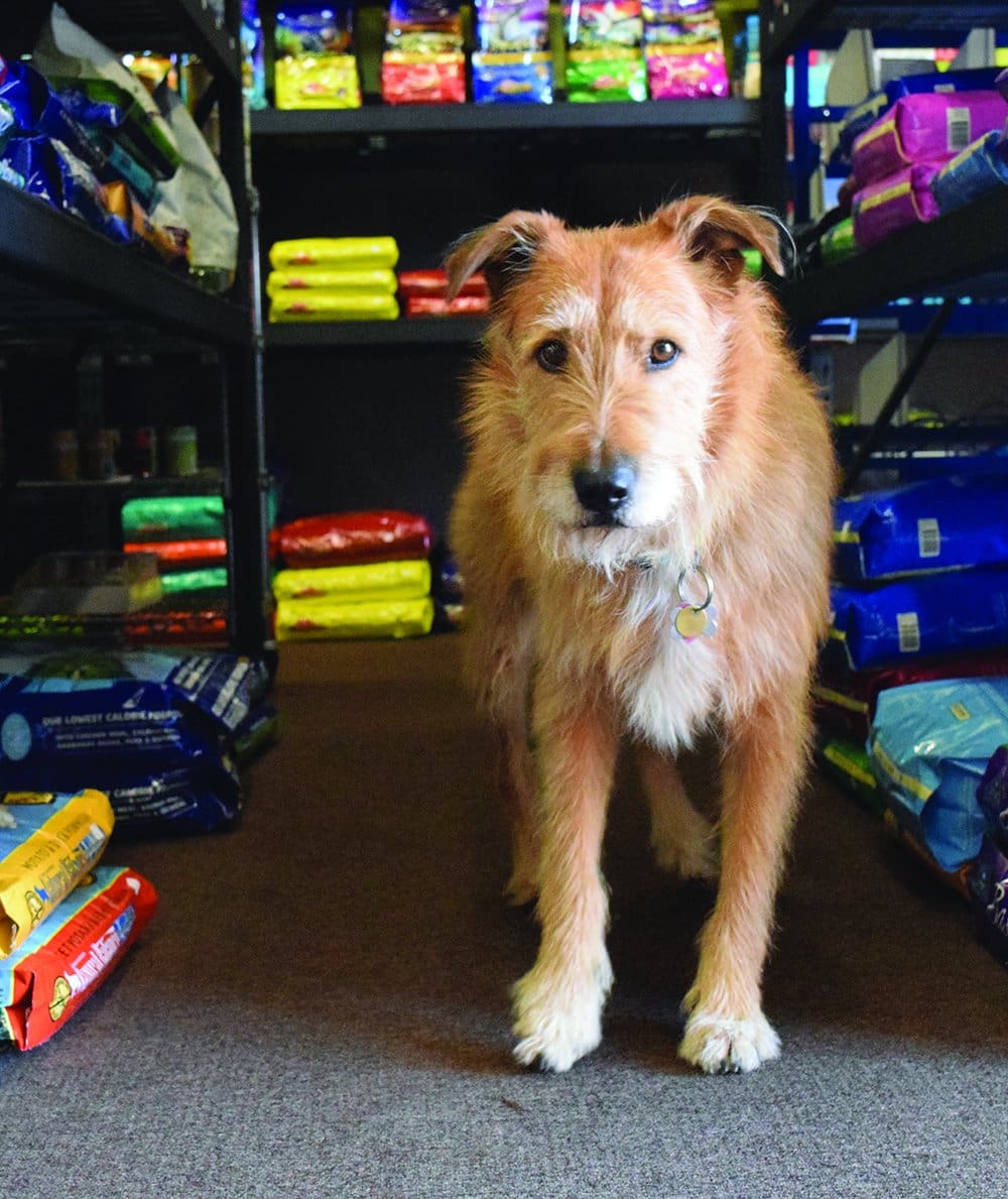 dog in a pet store