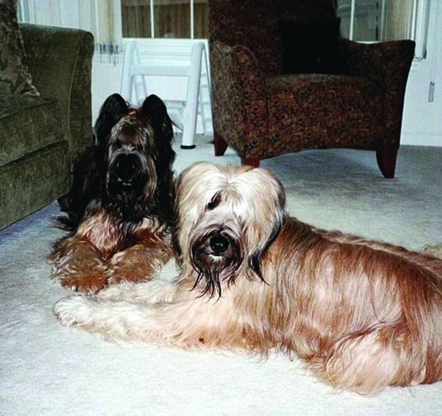 Briard dogs