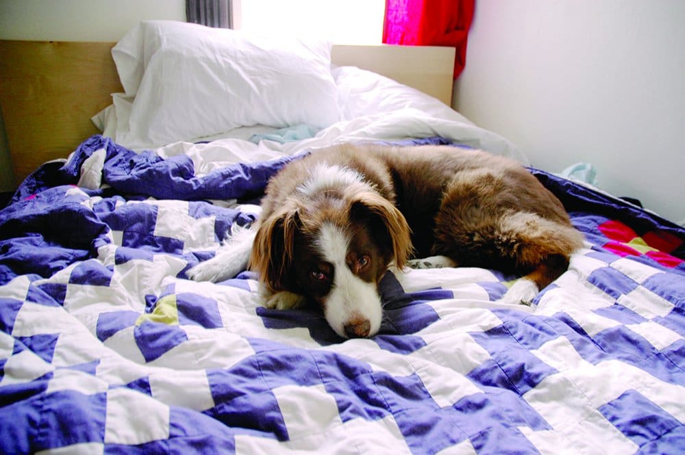 dog on the bed