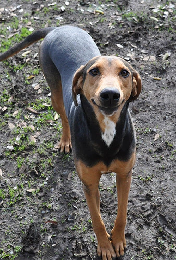 American Black and Tan Coonhound