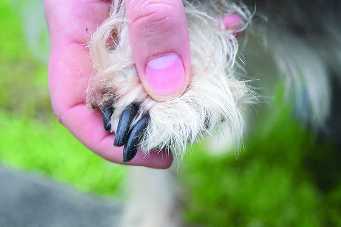 trimming dog nails