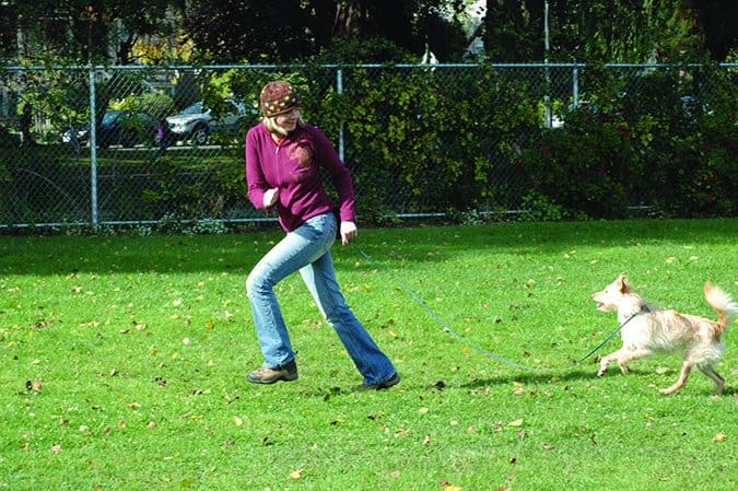 training dog with a lure