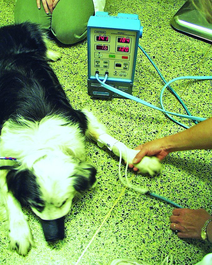 canine blood pressure test