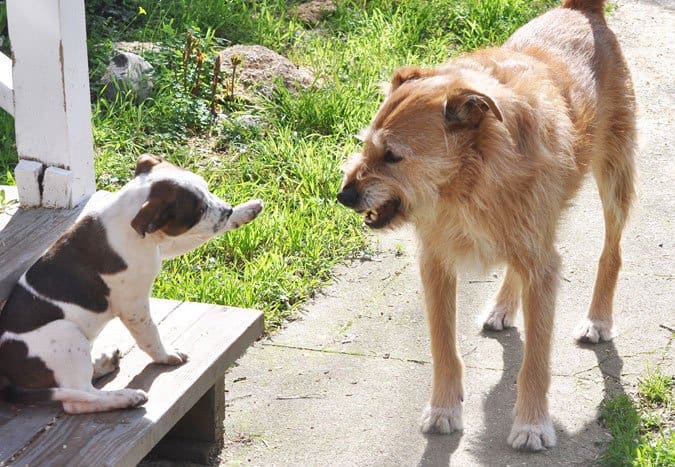 Otto growling at puppy