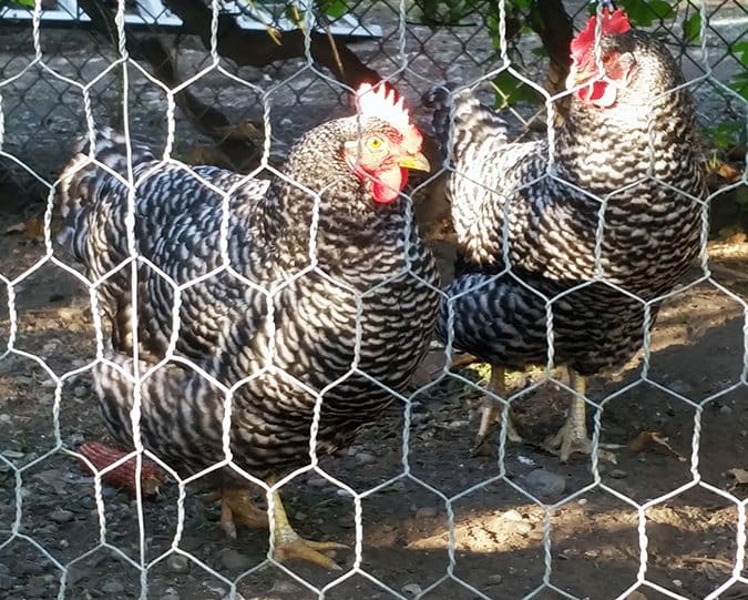 laying hens