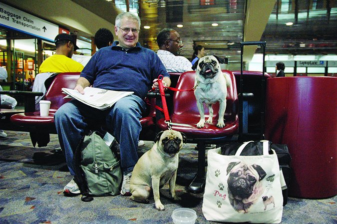 pugs at airport