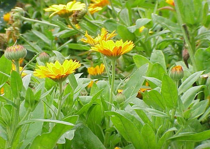 calendula officinalis