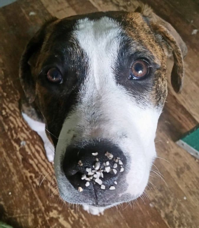 Woody with catlitter on his nose