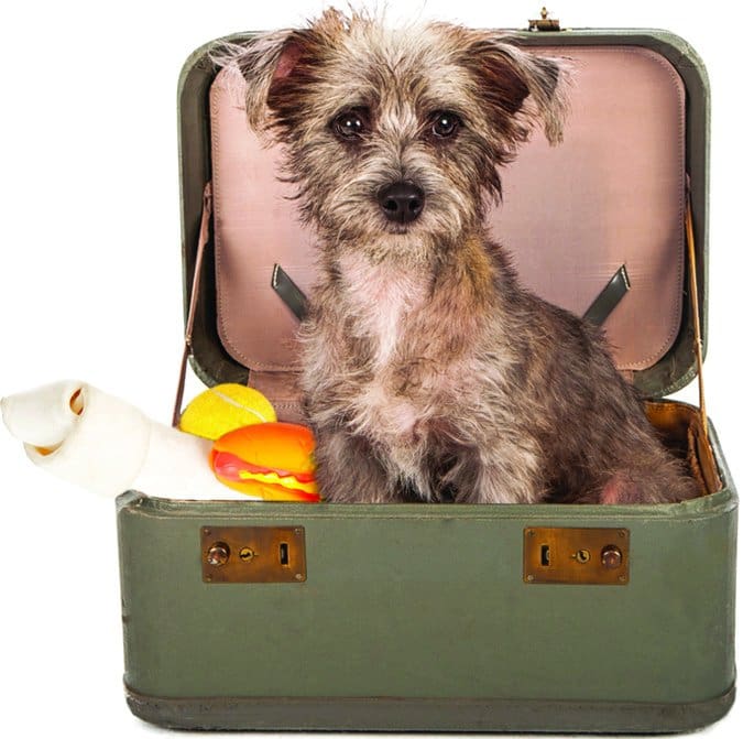 dog in suitcase