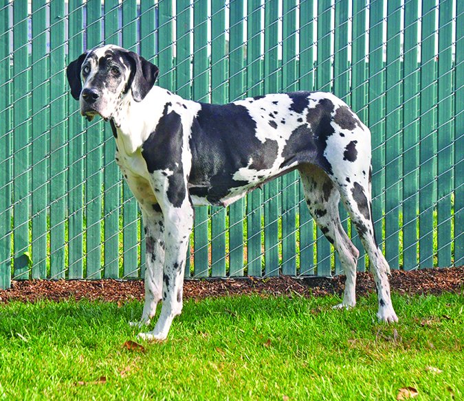 old great dane