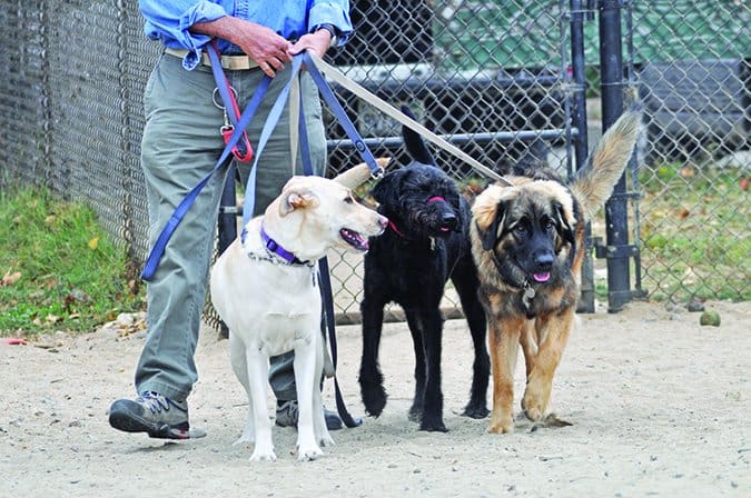 walking multiple dogs