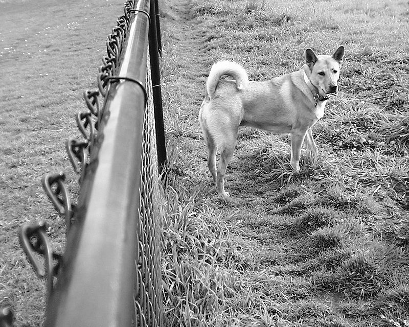 dog fences