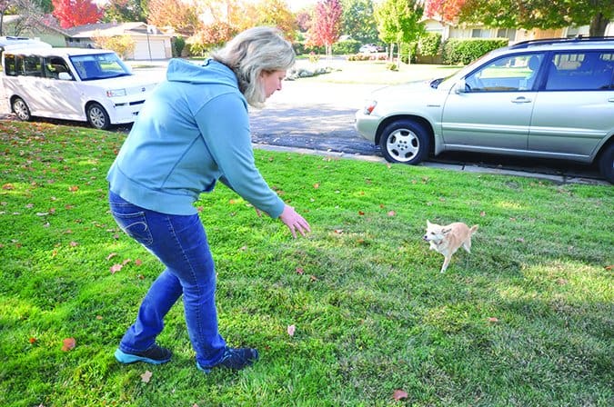 greeting a dog