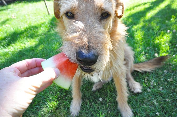 Make Homemade Dog Food