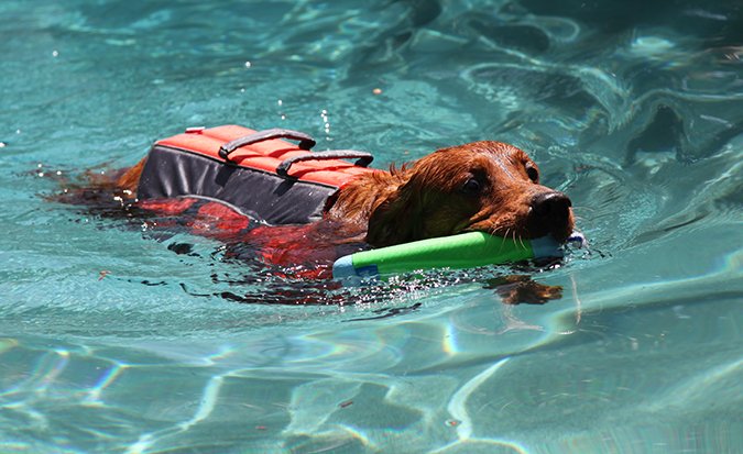 dog swimming with lifejacket
