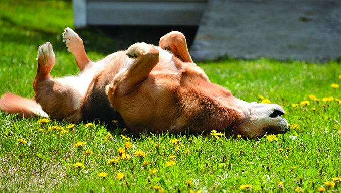 dog rolling in grass