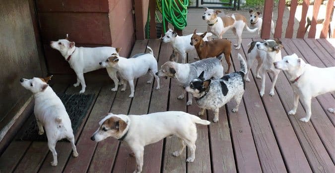 Pack of Jack Russel Terriers