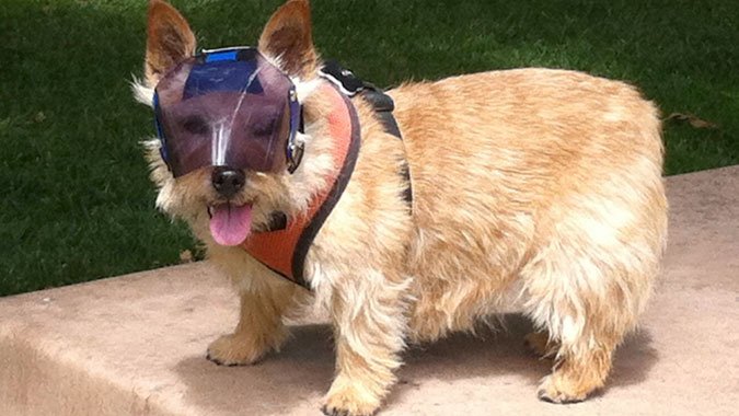 Norwich Terrier wearing shades