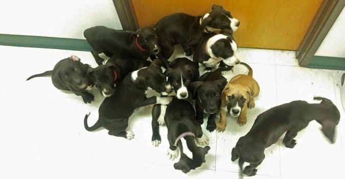 Great Dane Litter