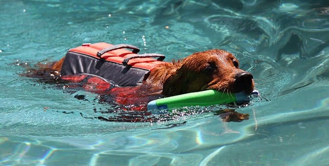 Dog wearing life jacket