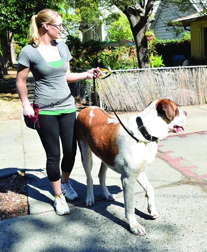 The Best Dog Treat Bags You Can Buy Whole Dog Journal