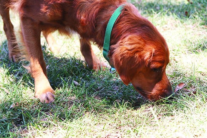 dog sniffing grass