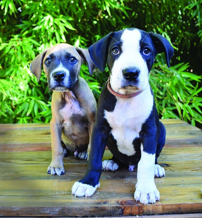 great dane puppies