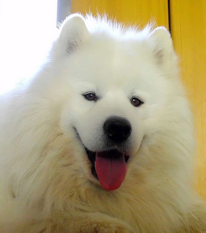 happy Samoyed