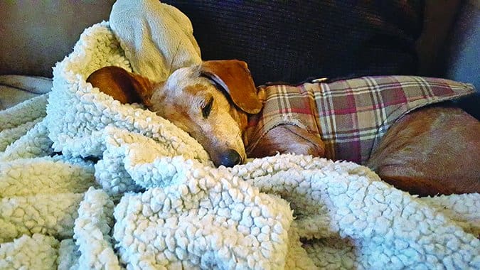 sleeping daschund