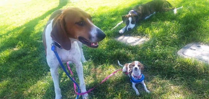 Three dogs resting