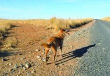 A dog stands facing a crossroads