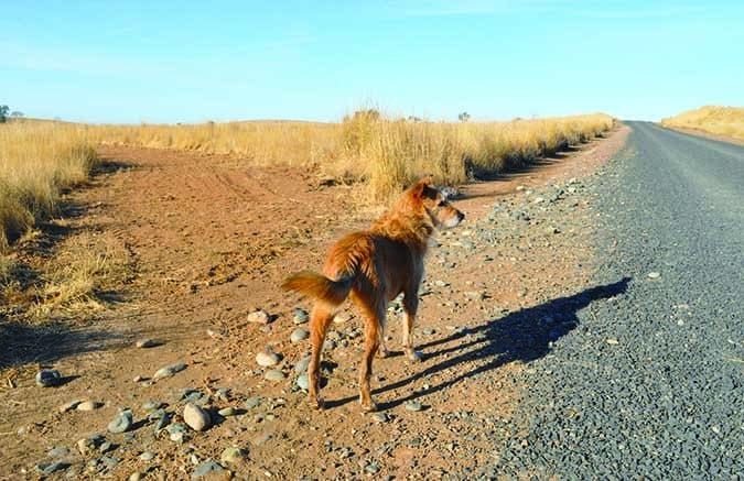 A dog stands facing a crossroads