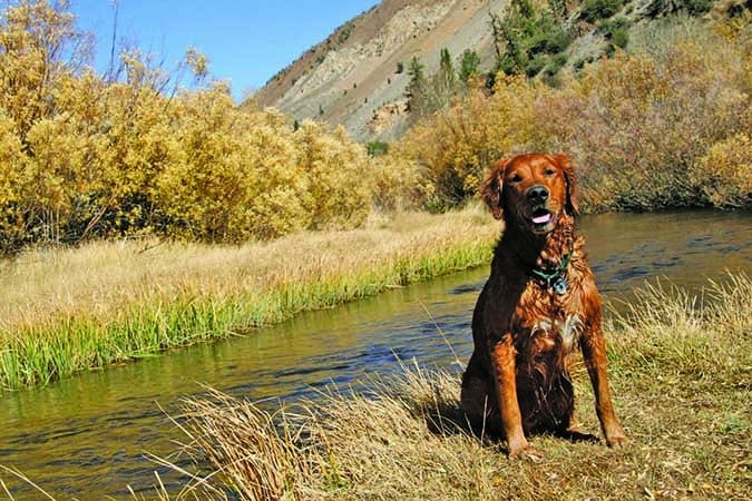 golden retreiver