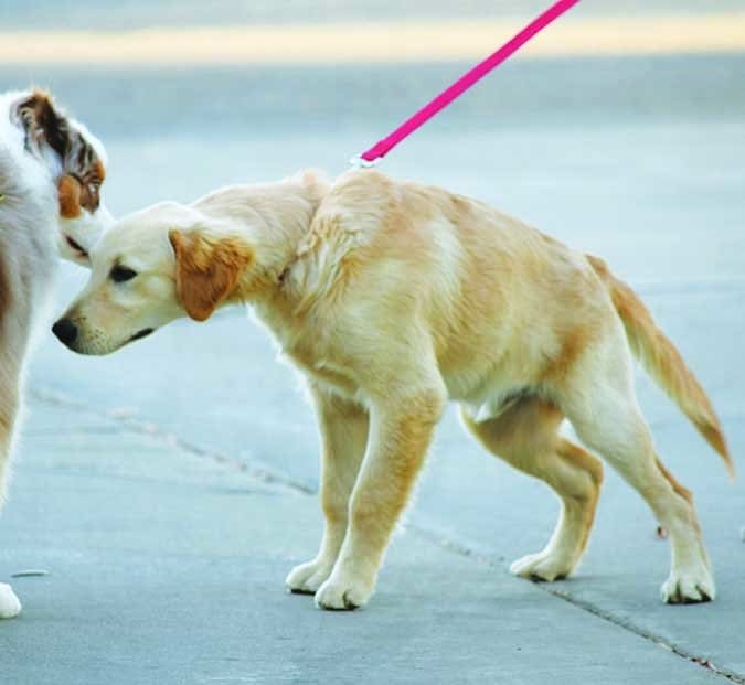 puppy pulling leash