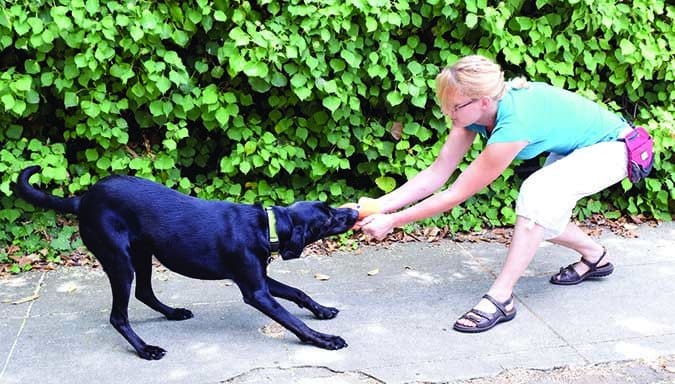 playing tug with a dog