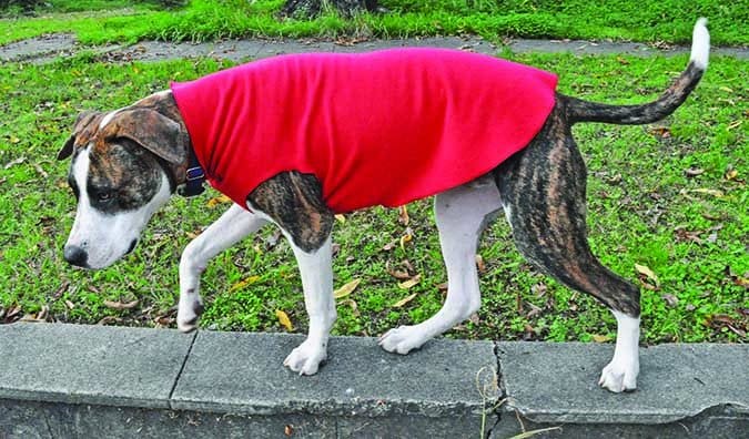 Gold Paws Stretch Fleece Coat