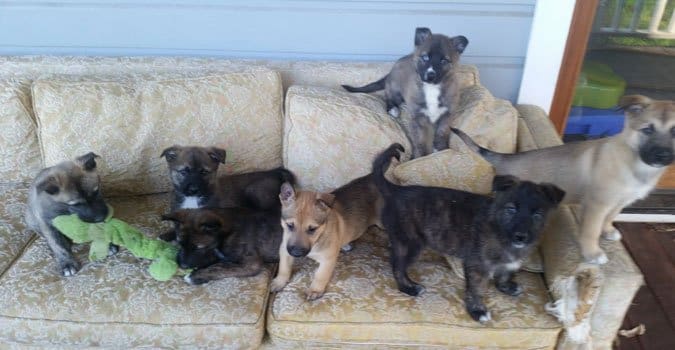 Mixed Breed Puppies Are Like a Box of Chocolates Whole Dog Journal