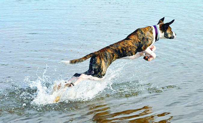 dog leaping into water