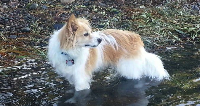 dog in stream