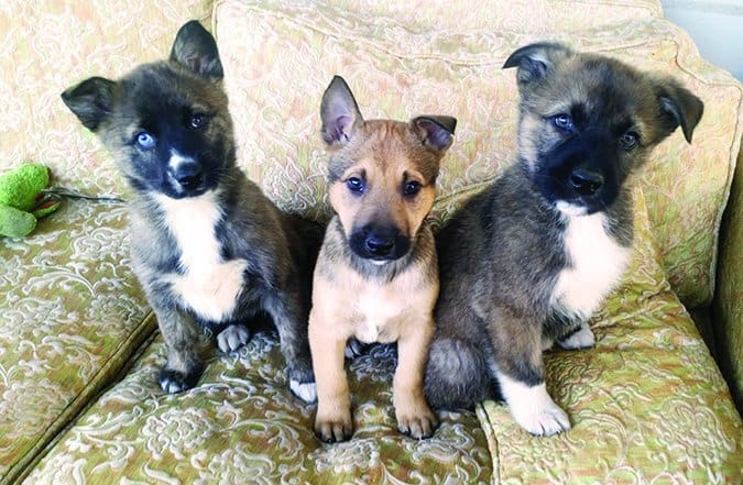 puppies on couch