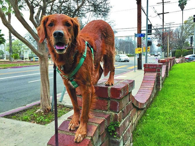 dog parkour