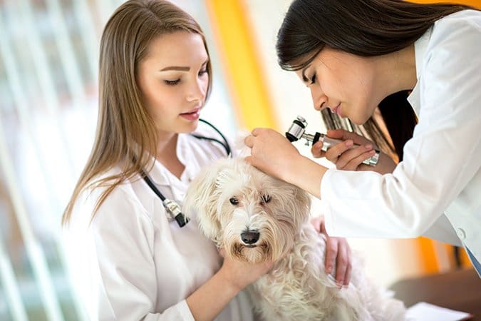 vets checking dog ears