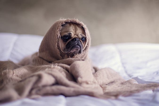 pug in a blanket