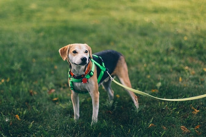 dog with harness