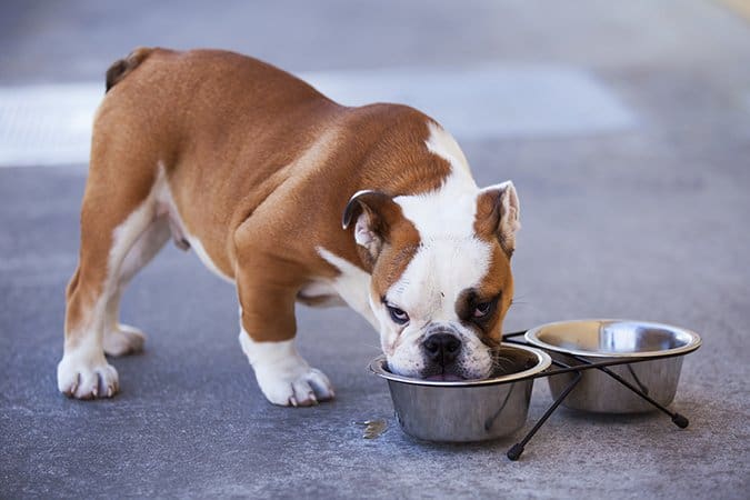 french bulldog puppy