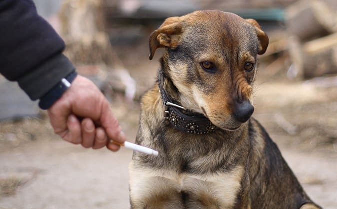 dogs against smoking