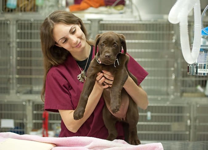 puppy at the vet