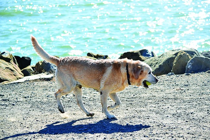 dog limping at the beach